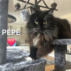 Lost Male Cat last seen N. Cooper Road and E. Ray Road, Chandler, AZ 85225