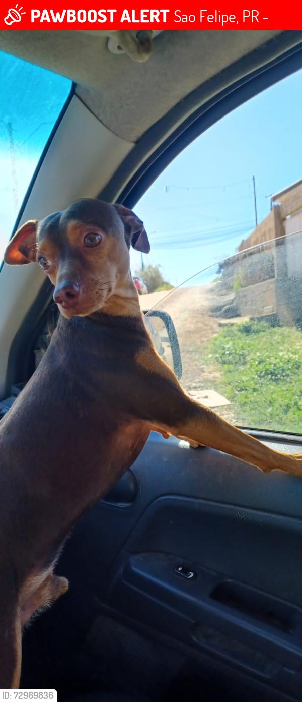 Lost Male Dog last seen José real Prado 333, Sao Felipe, PR 83501-490