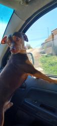 Lost Male Dog last seen José real Prado 333, Sao Felipe, PR 83501-490