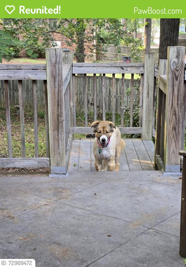 Reunited Female Dog last seen Shadowood Court, Lexington County, SC 29212