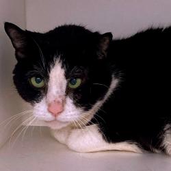 Shelter Stray Male Cat last seen , Animal Care & Control Team of Philly, 111 W Hunting Park Ave, Philadelphia, PA 19140, USA