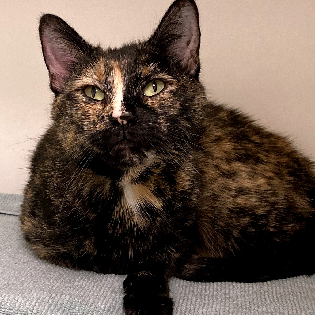 Shelter Stray Female Cat last seen , Animal Care & Control Team of Philly, 111 W Hunting Park Ave, Philadelphia, PA 19140, USA