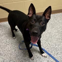 Shelter Stray Female Dog last seen , Cheyenne, WY 82007