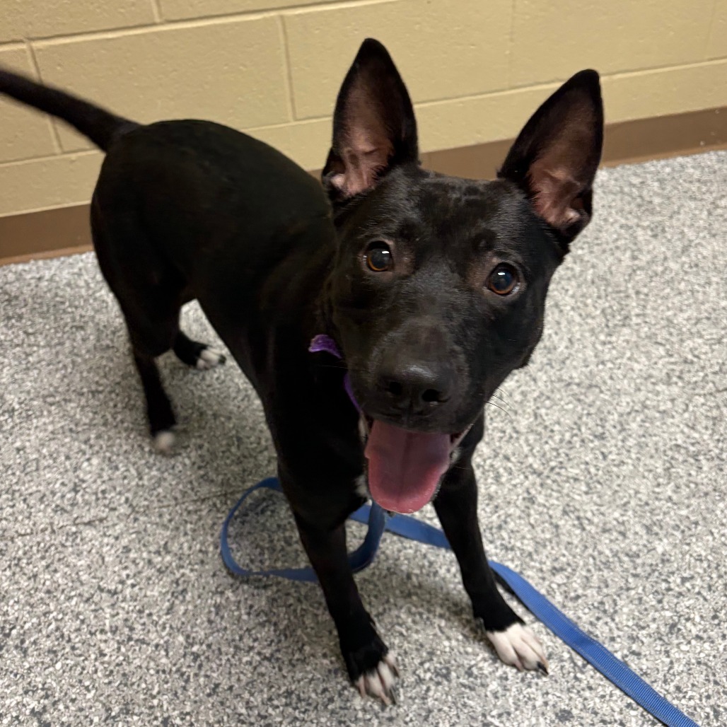 Shelter Stray Female Dog last seen , Cheyenne, WY 82007