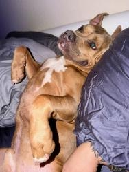 Reunited Male Dog last seen Blue Mound , Saginaw, TX 76131