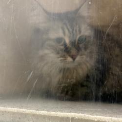 Shelter Stray Unknown Cat last seen , Philadelphia, PA 19140