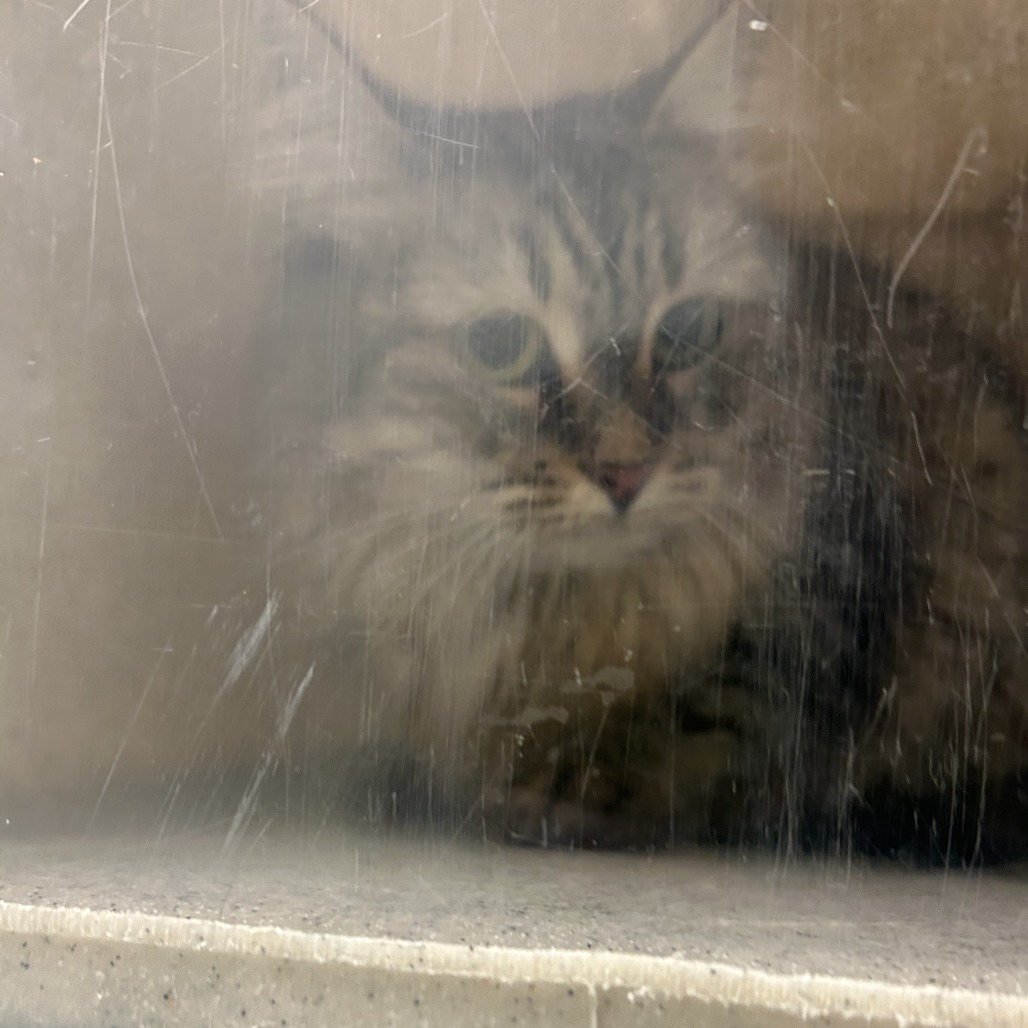 Shelter Stray Unknown Cat last seen , Philadelphia, PA 19140