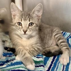 Shelter Stray Male Cat last seen , Palm Springs, CA 92264