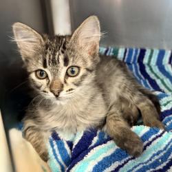 Shelter Stray Female Cat last seen , Palm Springs, CA 92264