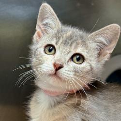 Shelter Stray Female Cat last seen , Palm Springs, CA 92264