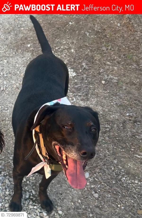 Lost Female Dog last seen Highway 50 on Osage River bridge heading towards Taos, Jefferson City, MO 65101
