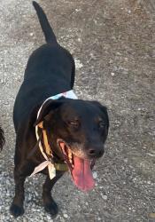 Lost Female Dog last seen Highway 50 on Osage River bridge heading towards Taos, Jefferson City, MO 65101