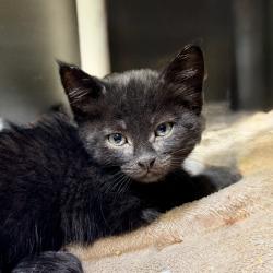 Shelter Stray Female Cat last seen , Palm Springs, CA 92264