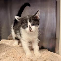 Shelter Stray Female Cat last seen , Palm Springs, CA 92264