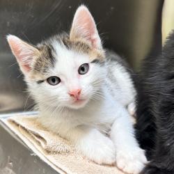Shelter Stray Male Cat last seen , Palm Springs, CA 92264