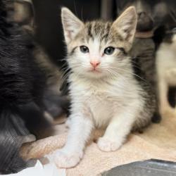 Shelter Stray Male Cat last seen , Palm Springs, CA 92264