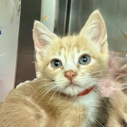 Shelter Stray Male Cat last seen , Palm Springs, CA 92264