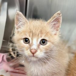 Shelter Stray Male Cat last seen , Palm Springs, CA 92264