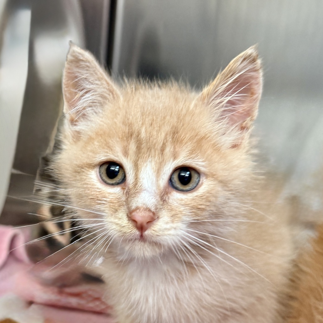 Shelter Stray Male Cat last seen , 4575 E Mesquite Ave, Palm Springs, CA 92264, USA
