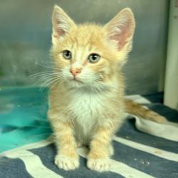 Shelter Stray Male Cat last seen , Palm Springs, CA 92264