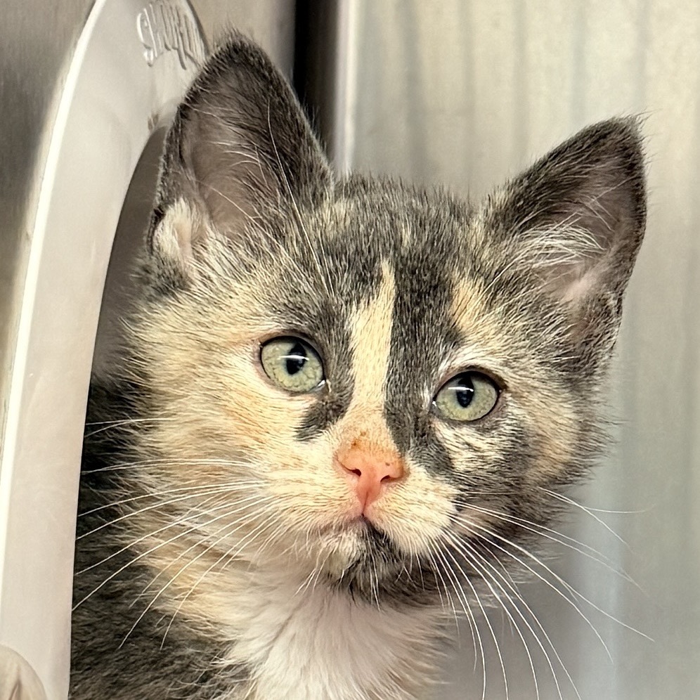 Shelter Stray Female Cat last seen , 4575 E Mesquite Ave, Palm Springs, CA 92264, USA