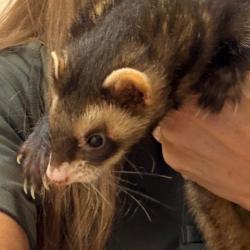 Shelter Stray Male Other last seen , Norman, OK 73072