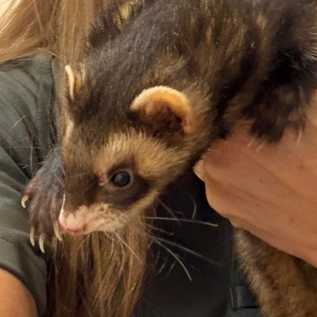 Shelter Stray Male Other last seen , Norman, OK 73072