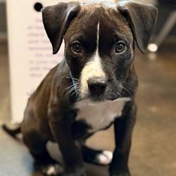 Shelter Stray Male Dog last seen , Norman, OK 73072