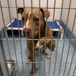 Shelter Stray Female Dog last seen , Greensboro, NC 27409