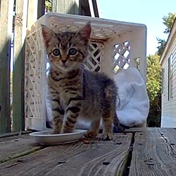 Shelter Stray Female Cat last seen , Greensboro, NC 27409