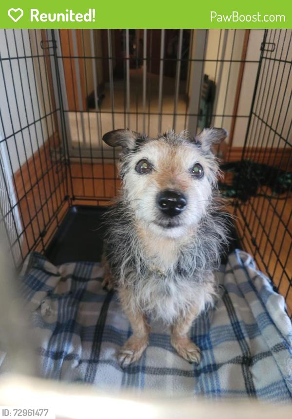 Reunited Unknown Dog last seen Langtry in Puckett, Amarillo, TX 79109