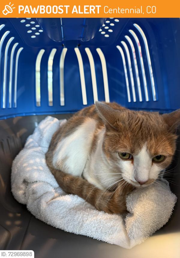 Found/Stray Male Cat last seen Holly & Arapahoe, Centennial, CO 80121