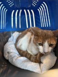 Found/Stray Male Cat last seen Holly & Arapahoe, Centennial, CO 80121