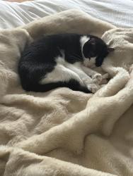 Reunited Male Cat last seen Bellevue Ave between the Offline Cafe and the Lookout Bar, Seattle, WA 98102