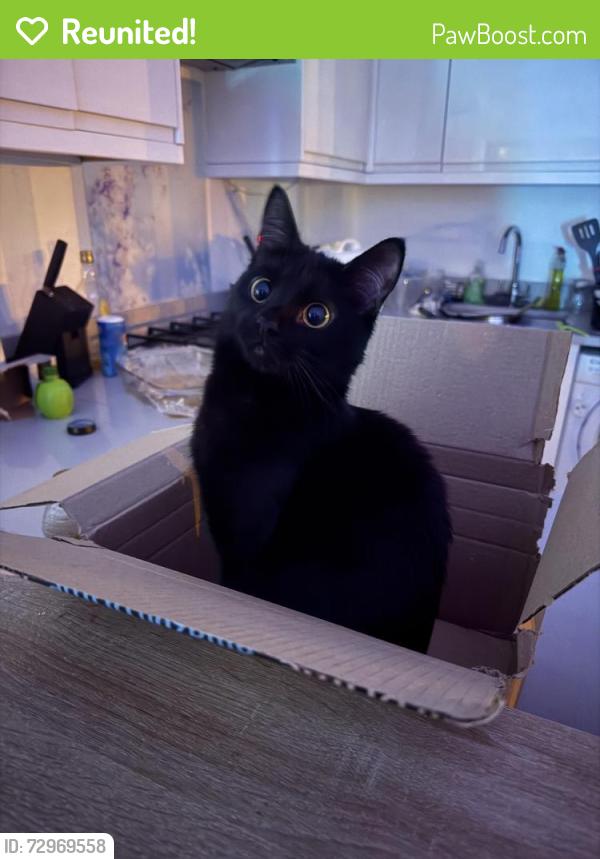 Reunited Female Cat last seen Luton Town , Luton, England LU1 2AF