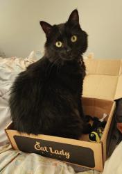 Reunited Male Cat last seen Bromwich , Fayetteville, NC 28306