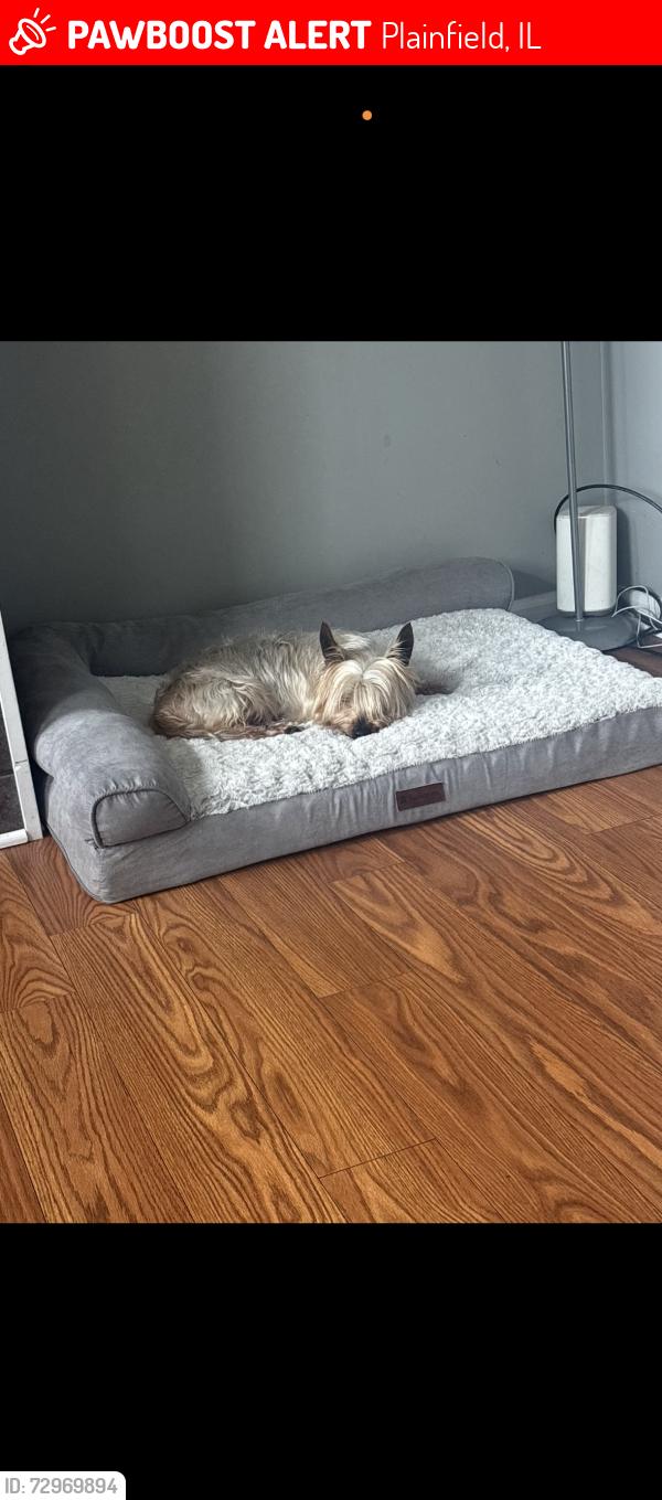 Lost Male Dog last seen S county line rf, Plainfield, IL 60586