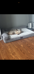 Lost Male Dog last seen S county line rf, Plainfield, IL 60586
