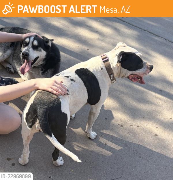 Found/Stray Unknown Dog last seen Sherwood Manor || Stapley/Southern, Mesa, AZ 85204
