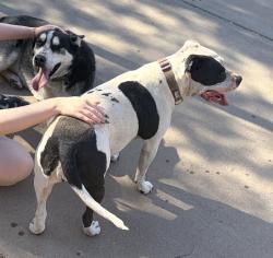 Found/Stray Unknown Dog last seen Sherwood Manor || Stapley/Southern, Mesa, AZ 85204