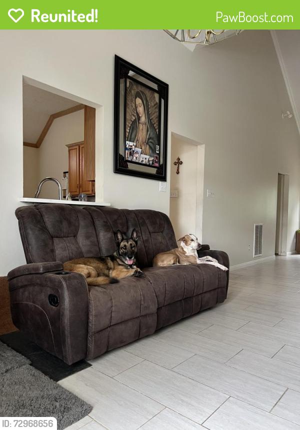 Reunited Female Dog last seen Keith Harrow and Queenston Rd, Houston, TX 77084