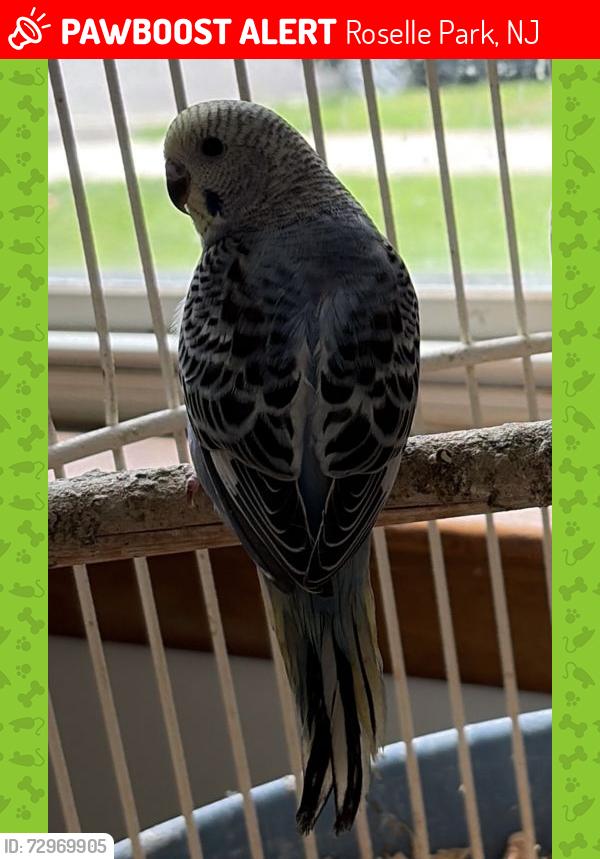 Lost Male Bird last seen Near Willow Ave Roselle park nj 07204, Roselle Park, NJ 07204