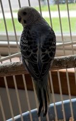 Lost Male Bird last seen Near Willow Ave Roselle park nj 07204, Roselle Park, NJ 07204