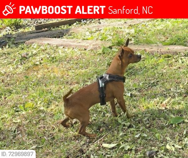 Lost Male Dog last seen Near bethany cir, Sanford, NC 27330