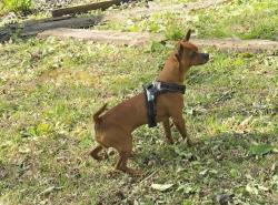Lost Male Dog last seen Near bethany cir, Sanford, NC 27330