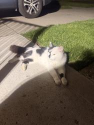 Found/Stray Female Cat last seen Ryan and Toepfer, Warren, MI 48089