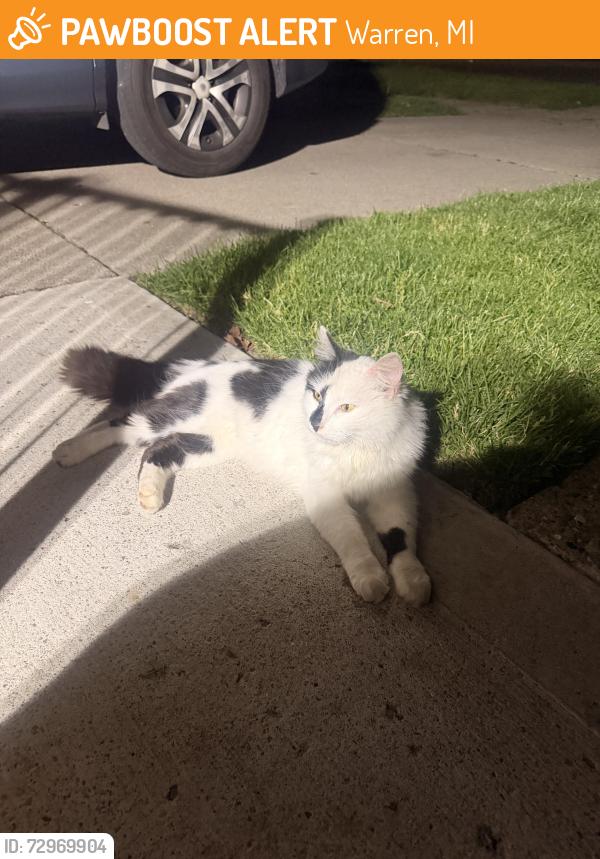 Found/Stray Female Cat last seen Ryan and Toepfer, Warren, MI 48089