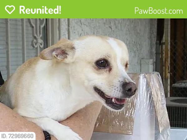 Reunited Male Dog last seen 11th Ave and 18th St, Tucson, AZ 85701