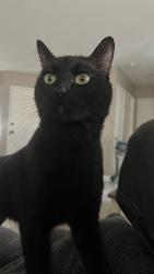 Lost Male Cat last seen Parkside green , Corona, CA 92878