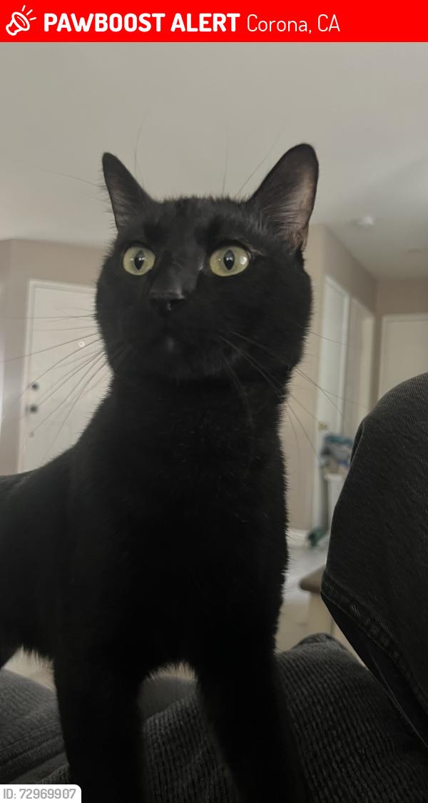 Lost Male Cat last seen Parkside green , Corona, CA 92878
